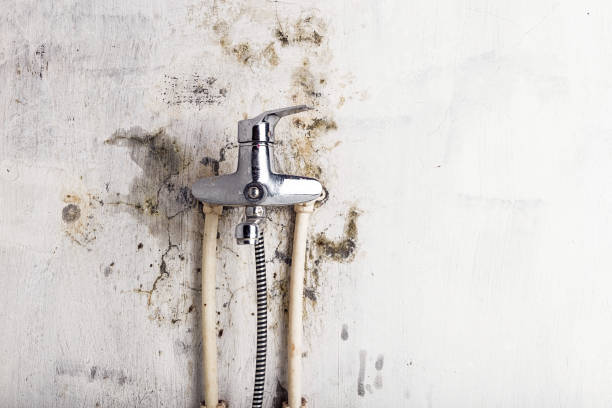 Best Water Damage Restoration  in Geneva, AL
