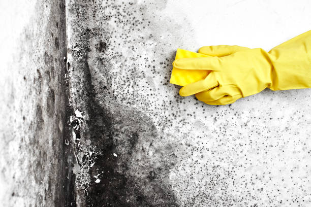 Attic Mold Removal in Geneva, AL