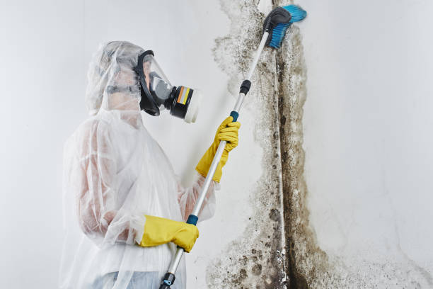 Mold Testing and Removal in Geneva, AL