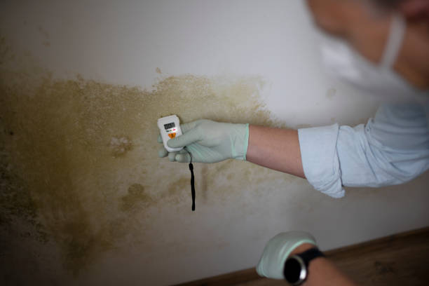 Best Attic Mold Removal  in Geneva, AL