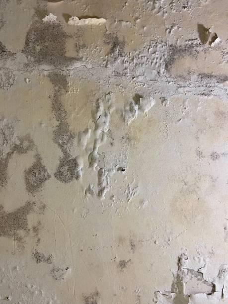 Best Professional Mold Removal  in Geneva, AL