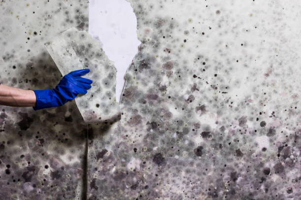 Best Attic Mold Removal  in Geneva, AL